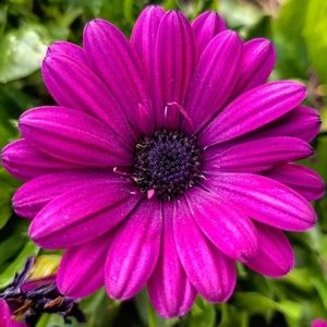 Meet your Posher, Lexis